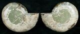 Cut & Polished Desmoceras Ammonite - #5389-2